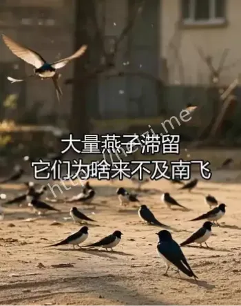 燕子滞留东北原因分析