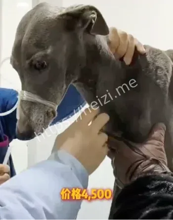 宠物血库收费标准解析